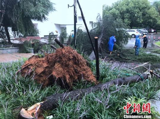 苍南台风网最新消息,苍南台风网最新消息，科技前沿的台风监测利器，重塑生活体验