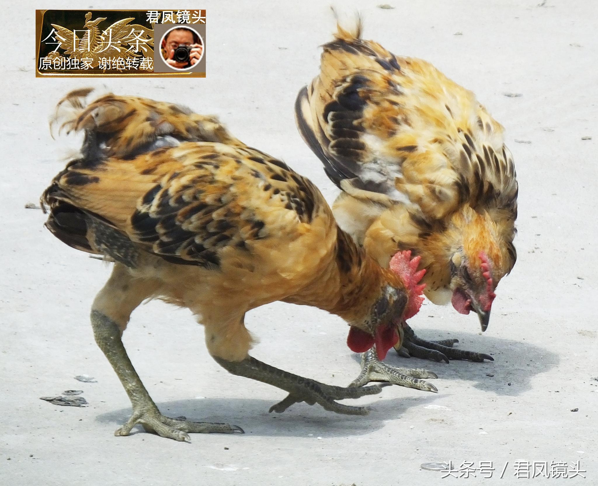 电影最新犬,电影最新犬，温馨的日常趣事