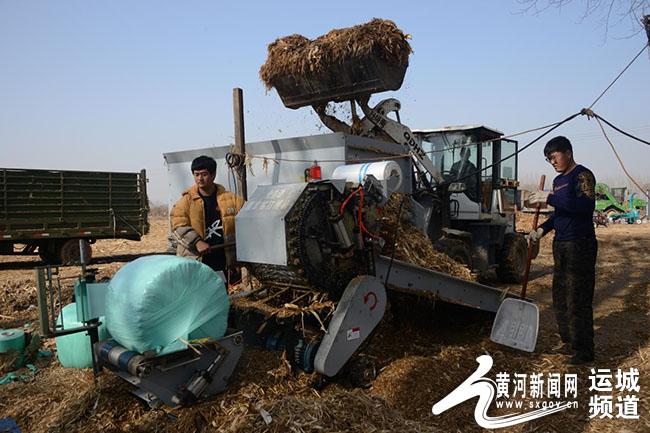 运城今日玉米市场价格,运城今日玉米市场价格，市场的波动与时代的印记