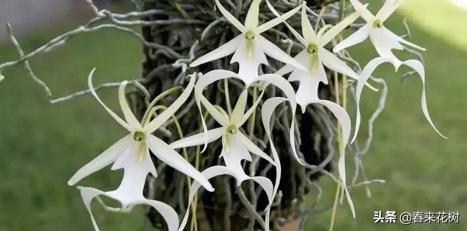 鬼兰花价格,揭秘鬼兰花价格——美丽与珍稀的完美结合