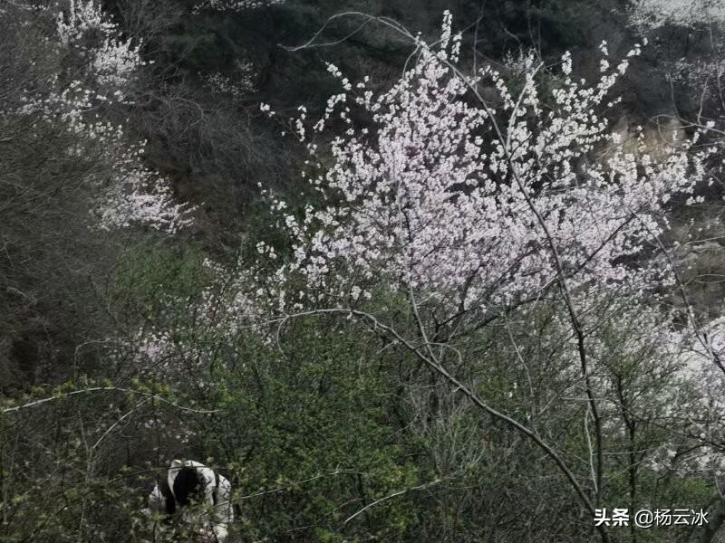 最新广场舞《油菜花恋,最新广场舞油菜花恋，探索自然美景的愉快之旅