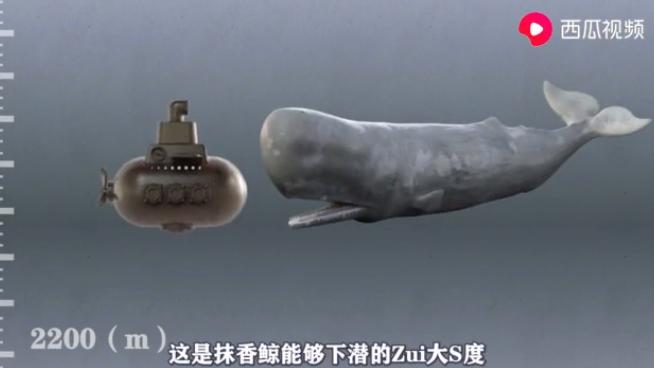 最新逗钓黑鱼技巧视频,最新逗钓黑鱼技巧视频，深度解析与观点阐述