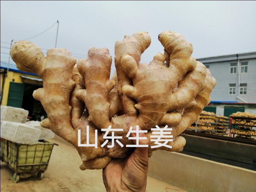 安丘生姜最新行情,安丘生姜最新行情，小巷中的独特风味