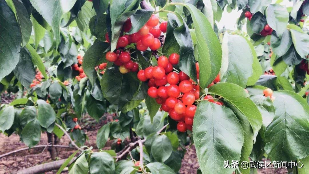 简阳最新气象,简阳最新气象🌦️