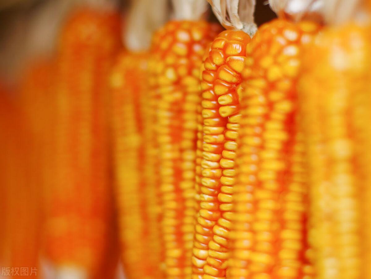 玉米市场价格行情,玉米市场价格行情大解析🌽📈