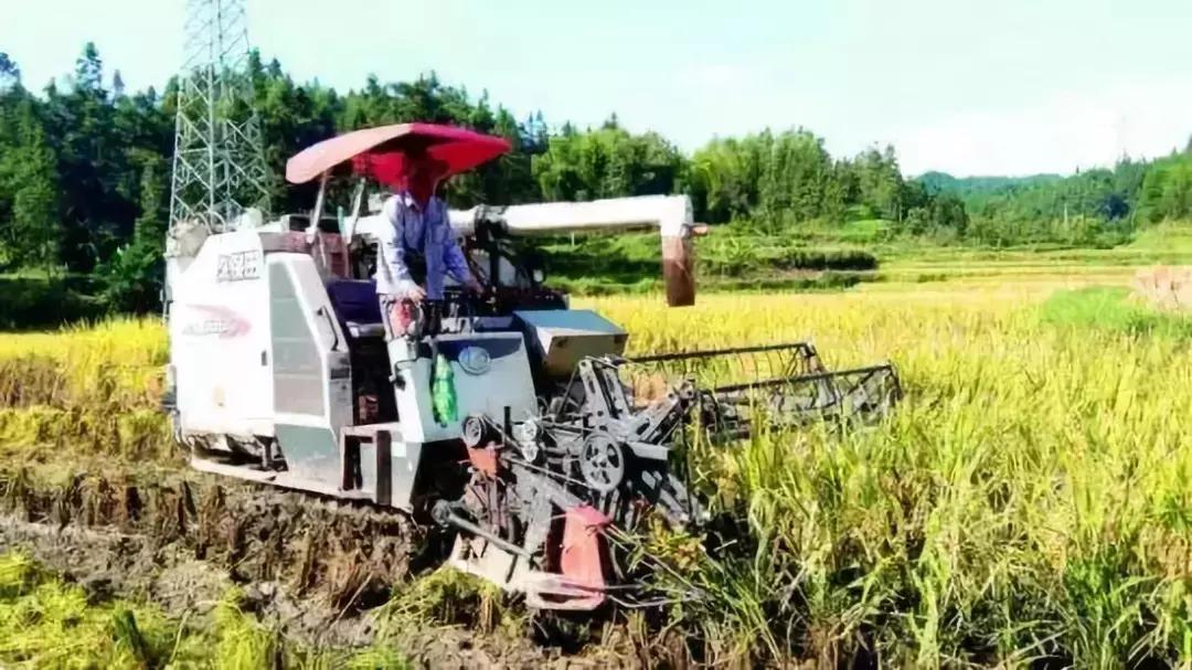 粳稻最新价格,粳稻最新价格，变化中的价值，学习中的力量